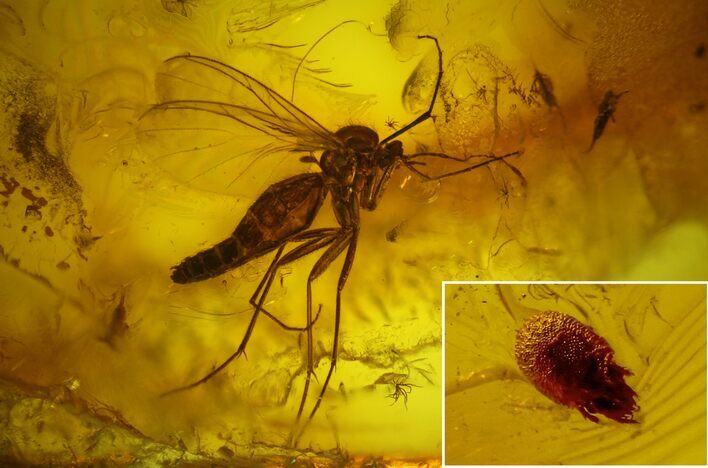 Fossil Fly (Diptera) and a Mite (Acari) in Baltic Amber #135081